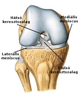 Elülső keresztszalag