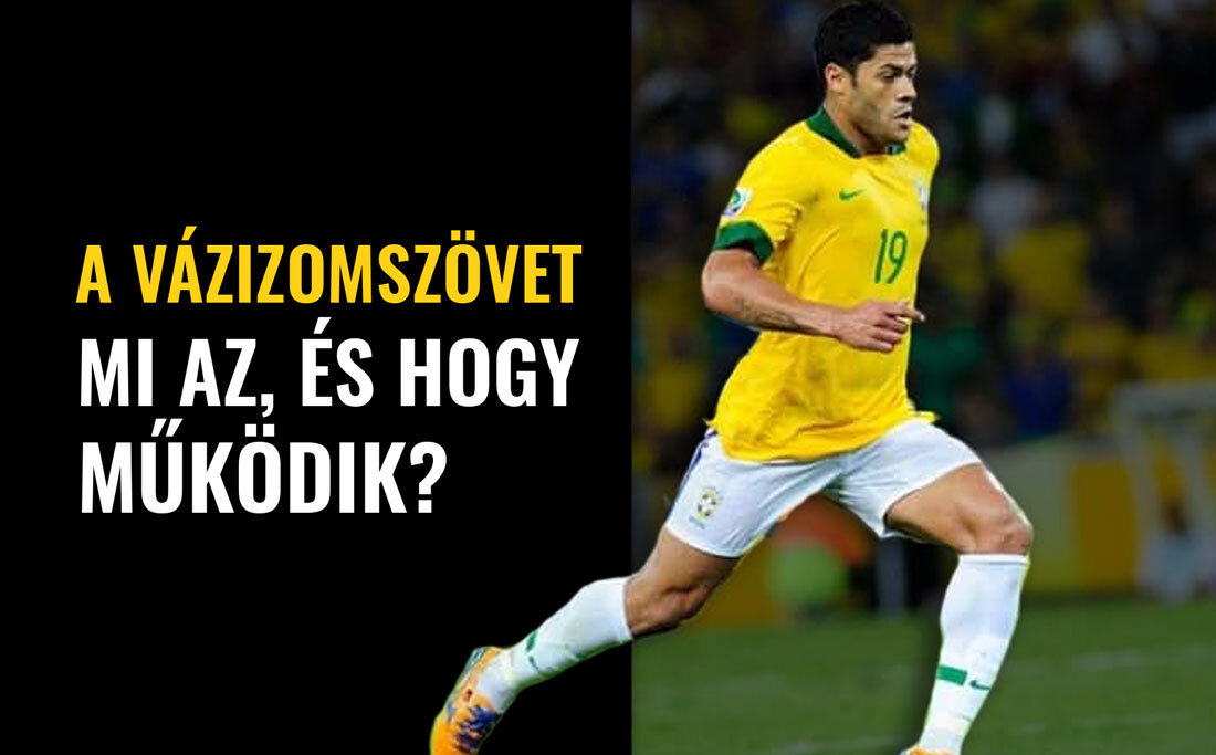 A vázizomszövet: mi az, és hogy működik?